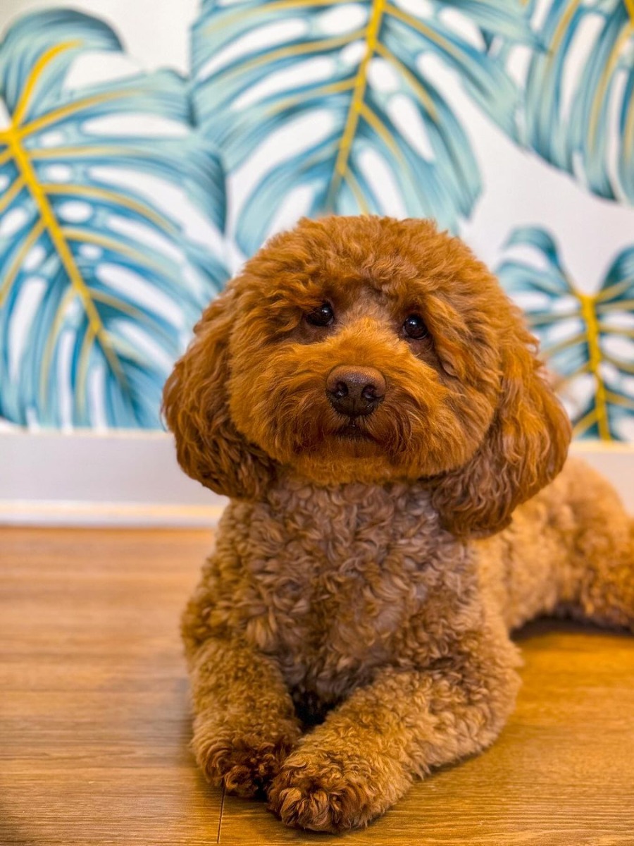 A custom wallpaper company that’s so good it’s dangerous